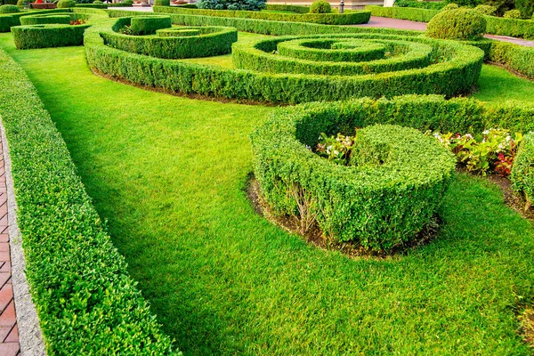 Bahçe bahçesinde yeşil çimenlik ve çiçeklerle büyüyen boxwood çalılarından oluşan bir çitin tasarımı.