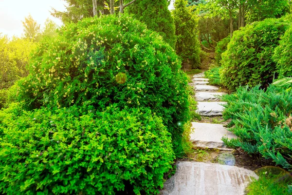 Sentier Pierre Dans Jardin Avec Des Plantes Vertes Aménagement Paysager — Photo