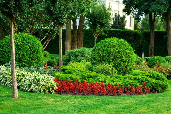 Paesaggio Aiuole Con Fiori Cespugli Verdi Con Alberi Nel Giardino — Foto Stock