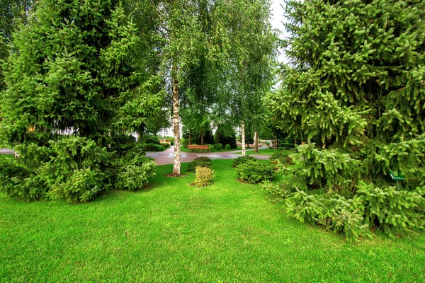 well maintained  garden with a green lawn and pine trees in the greenery park.