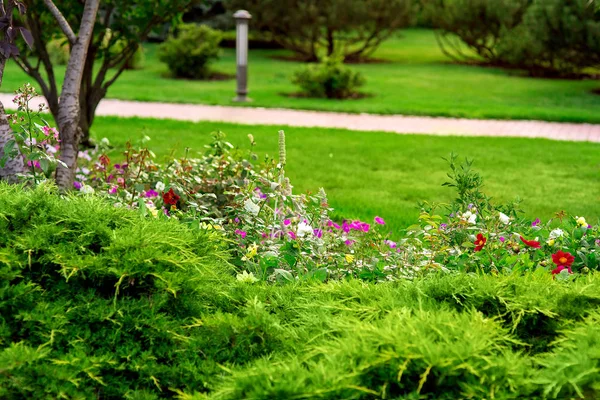 Projekt Krajobrazu Kolorowo Kwiatowy Dużą Ilością Kwiatów Wiecznie Zielonych Krzewów — Zdjęcie stockowe