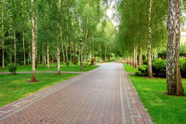 Pedestrian Walkway Made Tiles Leaving Perspective Park Tall Birches Green — Stock Photo, Image