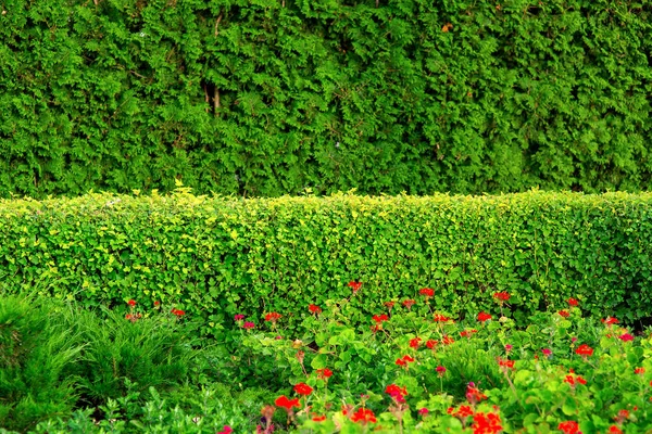Parterre Con Arbustos Flores Rojas Paisaje Del Parque Con Seto — Foto de Stock