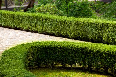 Manzaralı ve yaya geçitli, bakımlı bir parktaki budanmış boxwood çalıları..