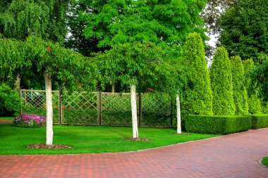 Arka planda büyüyen beyazlatılmış ağaçları olan bahçe gül çalıları ve thuja çitleri olan bir gül bahçesi, yaz günü yeşilliklerle dolu bir park..