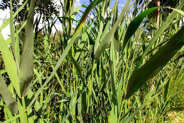 Stalks Reeds Leaves Green Plant Lit Sunlight Closeup Nature Background — Stock Photo, Image