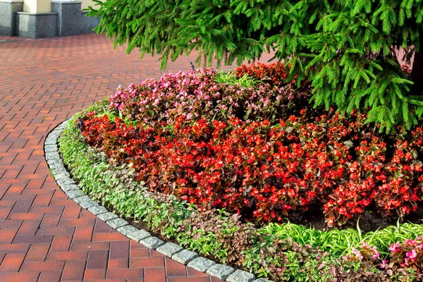 Flowerbed Red Flowers Pine Tree Needles Pedestrian Sidewalk Made Stone — Stock Photo, Image