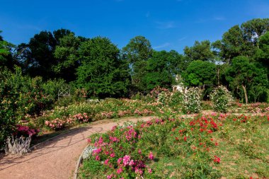 Güneşli bir yaz gününde yaprakları dökülen bir bahçede çiçek açan güllerle çiçek tarlaları arasında yürüyüş yolu, hiç kimse.
