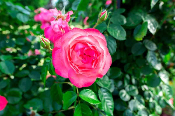Ροζ Μπουμπούκι Ανθισμένου Τριαντάφυλλου Πράσινα Φύλλα Κοντά — Φωτογραφία Αρχείου