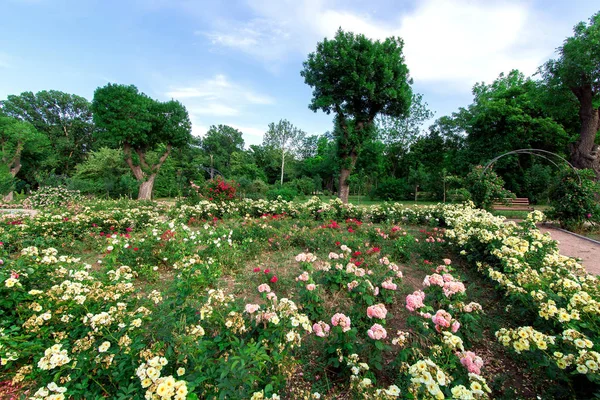 Rose Garden Flowerbed Blooming Roses Park Deciduous Trees Summer Day — Stock Photo, Image