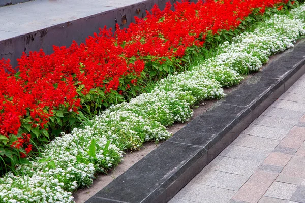 Flowerbed Park Granite Border Pedestrian Walkway Made Stone Tiles Growing — Stock Photo, Image