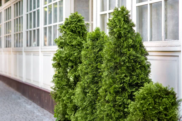 Evergreen Thuja Bushes Front Building Wooden Square Windows — Stock Photo, Image