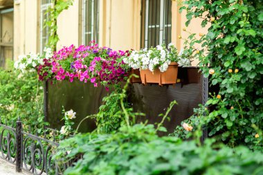 Balkonda petunya çiçekleri olan saksılar ve çiçek açan canlı bir duvar..