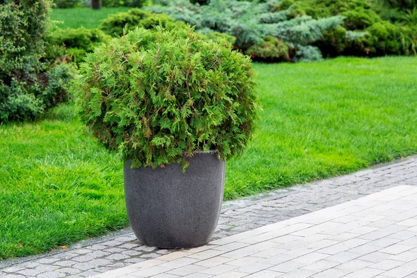 Maceta Piedra Con Arbusto Thuja Perenne Una Acera Peatonal Hecha —  Fotos de Stock