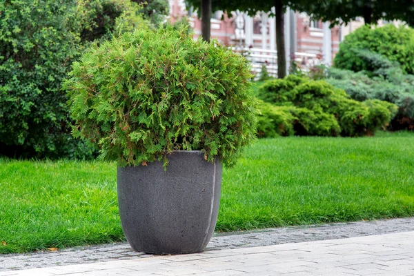 Pot Fleurs Pierre Avec Buisson Feuilles Persistantes Sur Trottoir Piéton — Photo