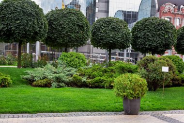 Yeşil manzaralı, yeşil arkaplan temalı, şehir parkındaki taş kiremitlerden yapılmış bir patikada yeşil bir çalılık, hiç kimse.