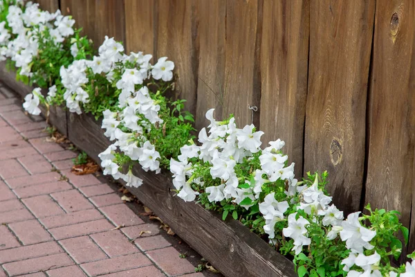 Trä Blomkruka Med Vita Petunia Blommor Sten Kakel Gångväg Mot — Stockfoto