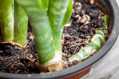 Sansevieria kökünün kökeni bir saksıda, toprağın yakın olduğu yerde..