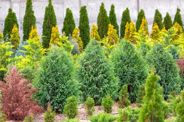 Ogród Sadzonek Thuja Rosnący Rzędach Rośliny Ozdobne Projektowania Krajobrazu — Zdjęcie stockowe