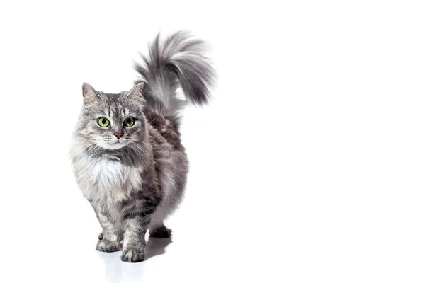 Purebred Fluffy Striped Gray Cat Green Eyes Raised Tail Goes — Stock Photo, Image