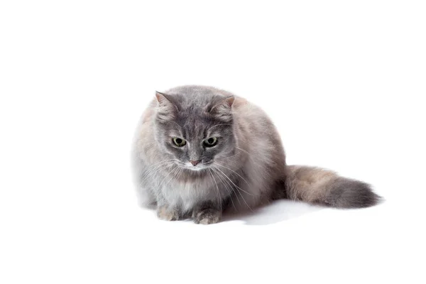 Purebred Fluffy Gray Cat Lies Looks Surprised Eyes Feline Animal — Stock Photo, Image