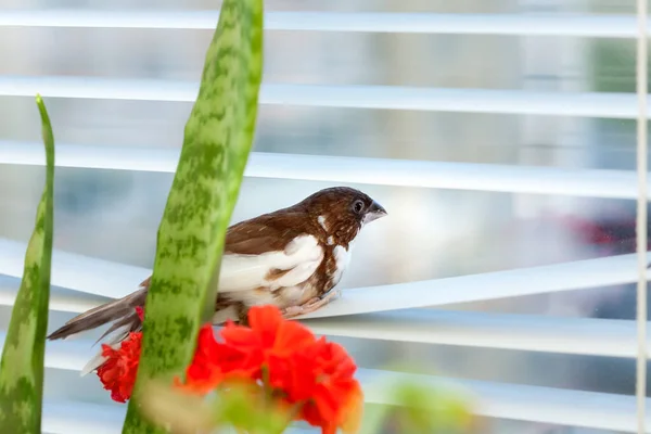 Japanese finch bird with brown and white feathers sits on aluminum window blinds and look on street, self-isolation during quarantine due to quarantine stay at home save your life.