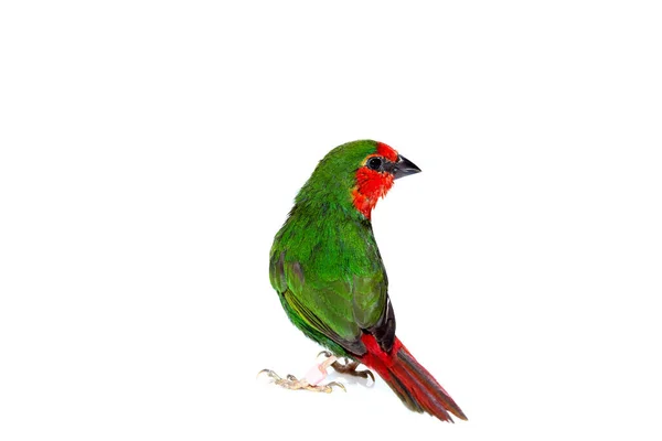 Pinzón Loro Verde Con Una Cola Roja Pequeño Pájaro Exótico — Foto de Stock