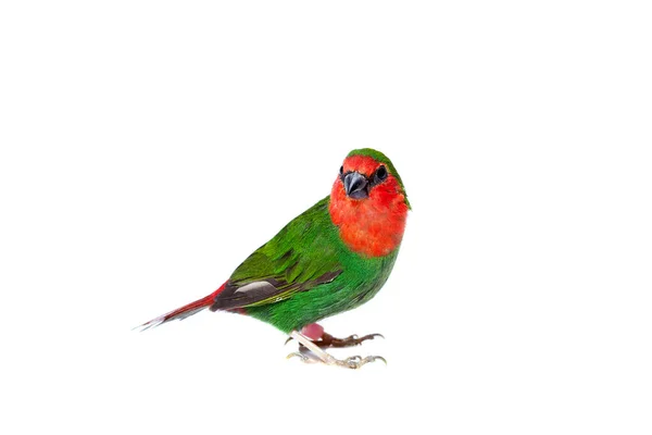 有红色尾巴的绿鹦鹉翅和白色背景的小异国鸟的头部 主题是兽医鸟类学 有一个复制空间 — 图库照片