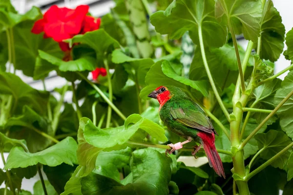 Pinzón Loro Pelirrojo Con Plumas Verdes Una Cola Roja Sienta — Foto de Stock