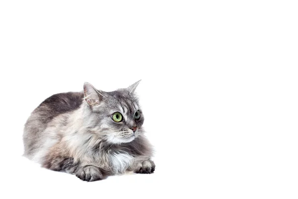 金丝雀猫毛茸茸的灰色条纹躺在地上 眼睛睁得大大的 猫科动物被白色的背景隔离 有一个复制的空间 — 图库照片