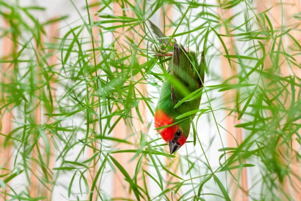 红头鹦鹉翅 绿色羽毛 红胸倒挂在绿叶植物上 兽医鸟类学主题观鸟 — 图库照片