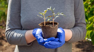 Çürüyen bir saksıda yeşil yapraklı tohumlar yetiştiren bitkiler bahçıvanın ellerini eldivenle tutarlar. Büyüme destekli domates kavramının fotokopi alanı ile birlikte tarım konseptine yakınlaşırlar..
