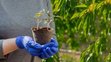 Çevre dostu, gri elbiseli bahçıvan çanağında yeşil yapraklı fidan fidanlığı eldiven içinde, tarımsal tema üzerine yakın büyüyen domates kavramı açık havada fotokopi alanı ile.
