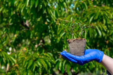 Çevrede yeşil yaprakları olan bir bitkinin tohumu eldiven eldiveni, eko bozunma tenceresi, tarım teması üzerine yakın çekim büyüme konsepti açık alanda yeşil yapraklar üzerine bir kopya alanı.