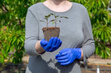 Çevre dostu gri elbiseli bir bahçıvan tenceresinde yeşil yapraklı fidanlar eldivenlerin içinde tutuluyor, açık hava tarım temasında büyüyen domates konseptine yakın çekim yapılıyor.