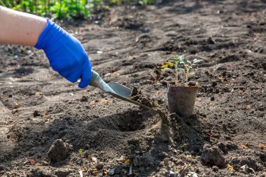 Toprağa sebze yetiştirmek için bitki dikme süreci, eldivenli bir el bir bahçe küreğiyle bir çukur kazıyor domates tohumları için, bahçıvanlık temasına yakın çekim.