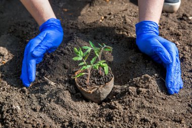 Sebze yetiştirmek için toprağa bitki dikme süreci, eldivenli eller, eko tencereye domates tohumları gömme, güneşli bir günde bahçecilik temasına yakın çekim..