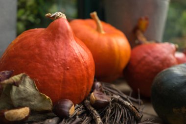 Kırmızı Kuri Squash sonbahar arka plan