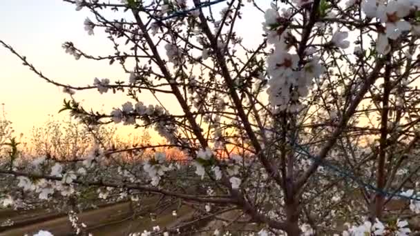 Campos Árvores Damasco Flores Brancas Pôr Sol California Blossom Trail — Vídeo de Stock