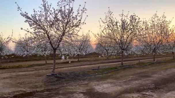 Abrikozenboomvelden Van Witte Bloesems Bij Zonsondergang California Blossom Trail — Stockvideo