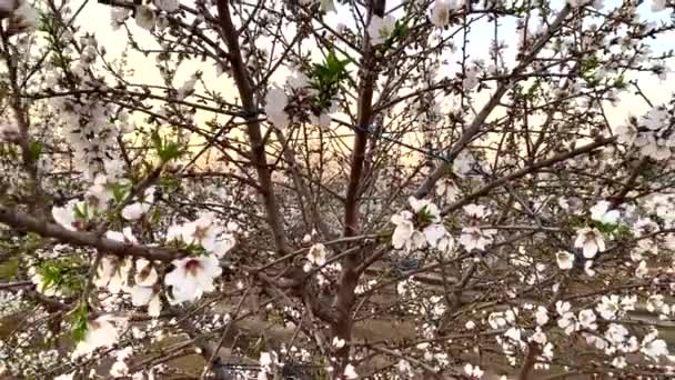 Aprikosenfelder Mit Weißen Blüten Bei Sonnenuntergang Auf Dem California Blossom — Stockvideo