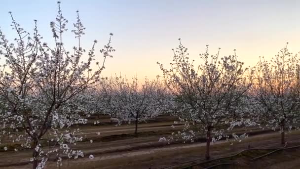 Abricot Champs Fleurs Blanches Coucher Soleil Sur California Blossom Trail — Video