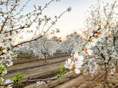 Kaliforniya, Central Valley 'deki Çiçek Patikası' nda günbatımında beyaz kayısı çiçekleri açıyor.