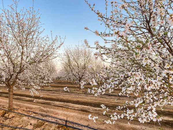 Witte Abrikozenbloesems Bij Zonsondergang Blossom Trail Central Valley Californië Met — Stockfoto