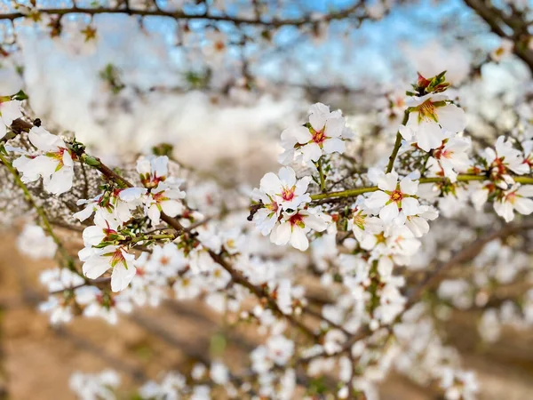 White Apricot Flower Blossoms Sunset Blossom Trail Central Valley California — Stock Photo, Image
