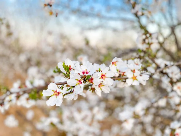 Flores Albaricoque Blanco Florecen Atardecer Blossom Trail Central Valley California — Foto de Stock