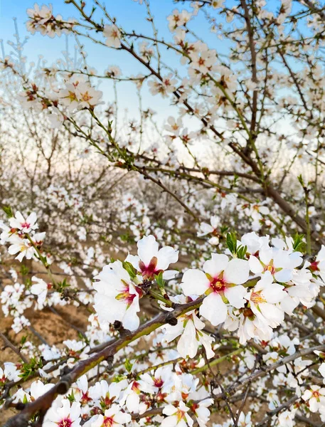 Flores Albaricoque Blanco Florecen Atardecer Blossom Trail Central Valley California — Foto de Stock