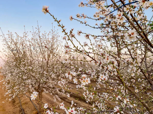 White Apricot Flower Blossoms Sunset Blossom Trail Central Valley California — Stock Photo, Image