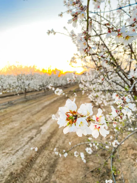 White Apricot Flower Blossoms Sunset Blossom Trail Central Valley California — Stock Photo, Image