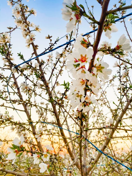 Witte Abrikozenbloesems Bij Zonsondergang Blossom Trail Central Valley Californië Met — Stockfoto